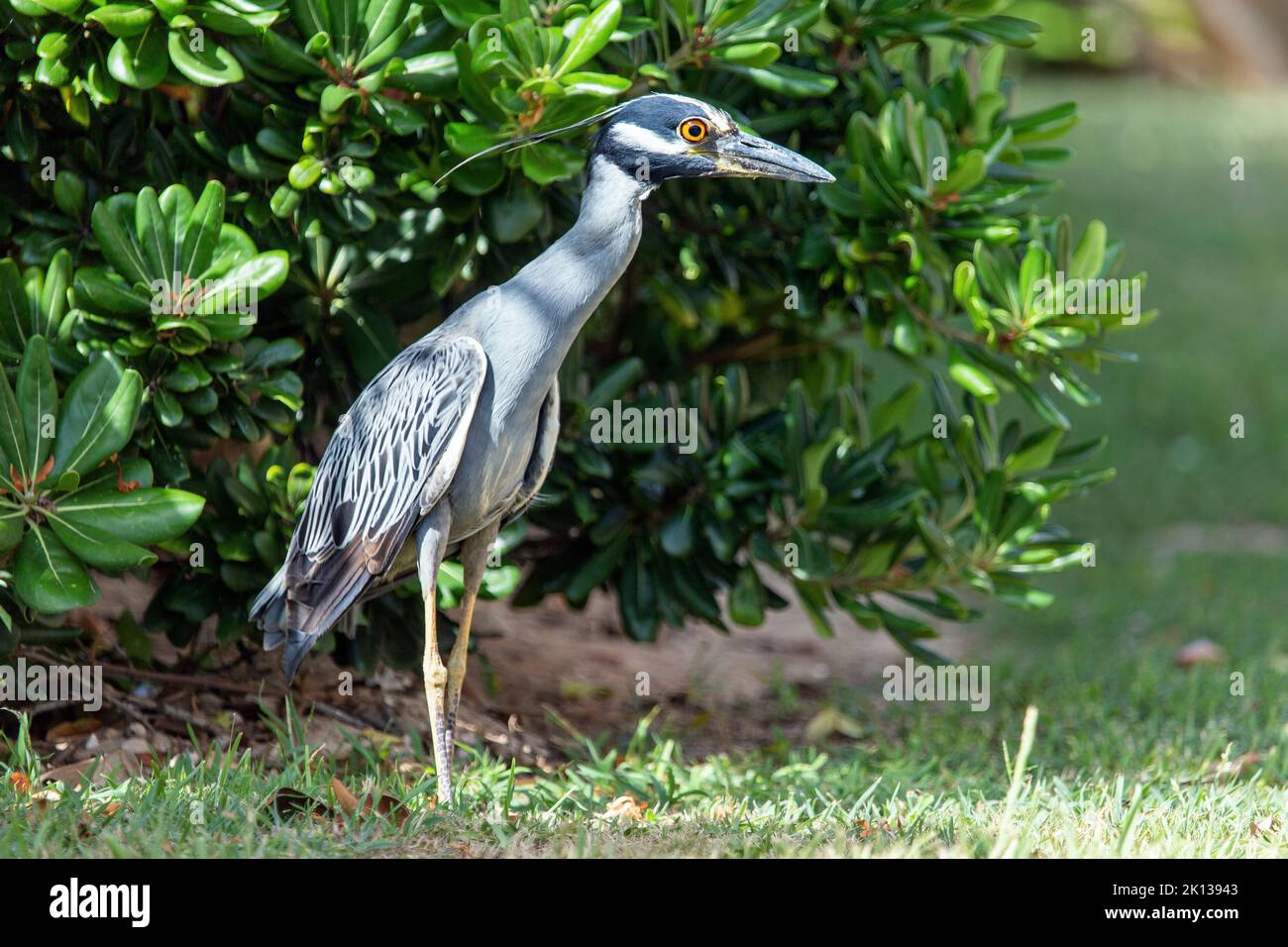 Yellow Crowned Night Heron (Nyctanassa Violacea), a wading bird that feeds on crustacea and found in the Americas, Bermuda, Atlantic, Central America Stock Photo