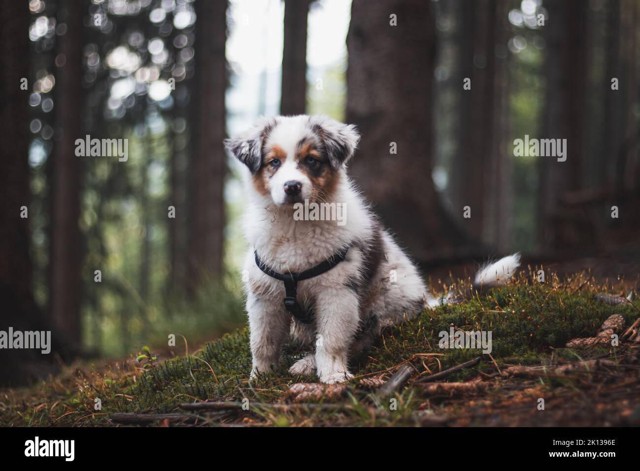 Adorable Blue merle puppy, Australian Shepherd discovering new smells in a beautiful forest. Colorful shaggy dog puppy in the morning forest. Stock Photo