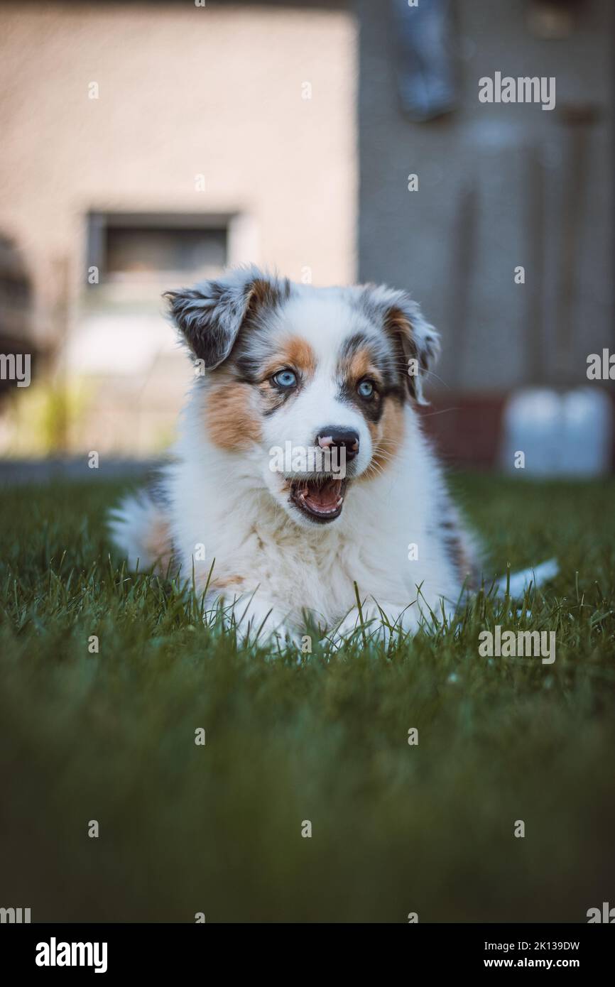 young Australian Shepherd dog rests on the grass in the garden and smiles happily. Blue eyes, brown and black spot around the eyes and otherwise white Stock Photo