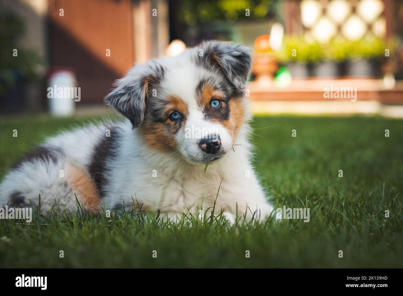 young Australian Shepherd dog rests on the grass in the garden and smiles happily. Blue eyes, brown and black spot around the eyes and otherwise white Stock Photo