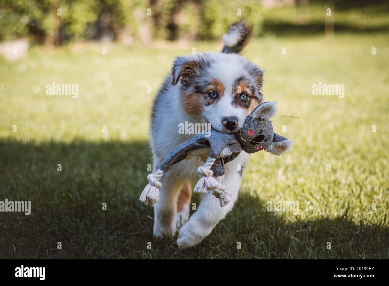 Australian Shepherd puppy runs around the garden with his toy in his