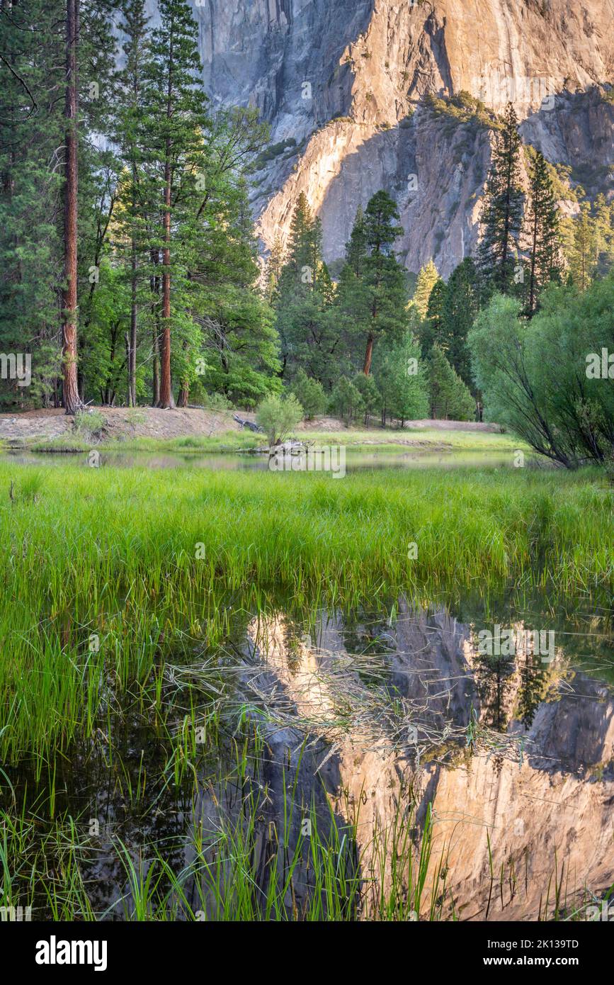 El Capitan reflected in spring floodwater in Yosemite Valley, Yosemite National Park Stock Photo