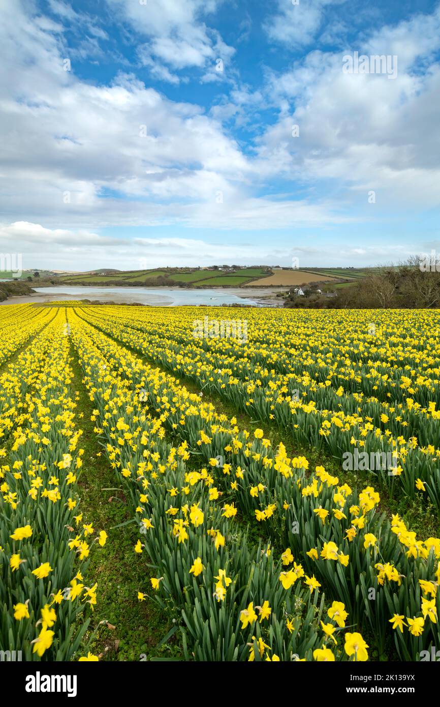Field of flowering daffodils in spring near Padstow in Cornwall, England, United Kingdom, Europe Stock Photo