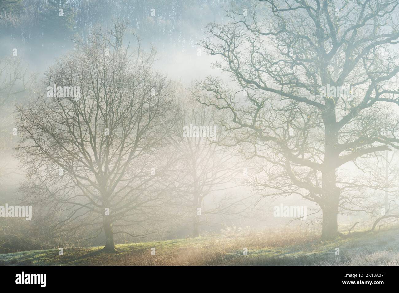 Winter trees in morning mist, Stourhead, Wiltshire, England, United Kingdom, Europe Stock Photo