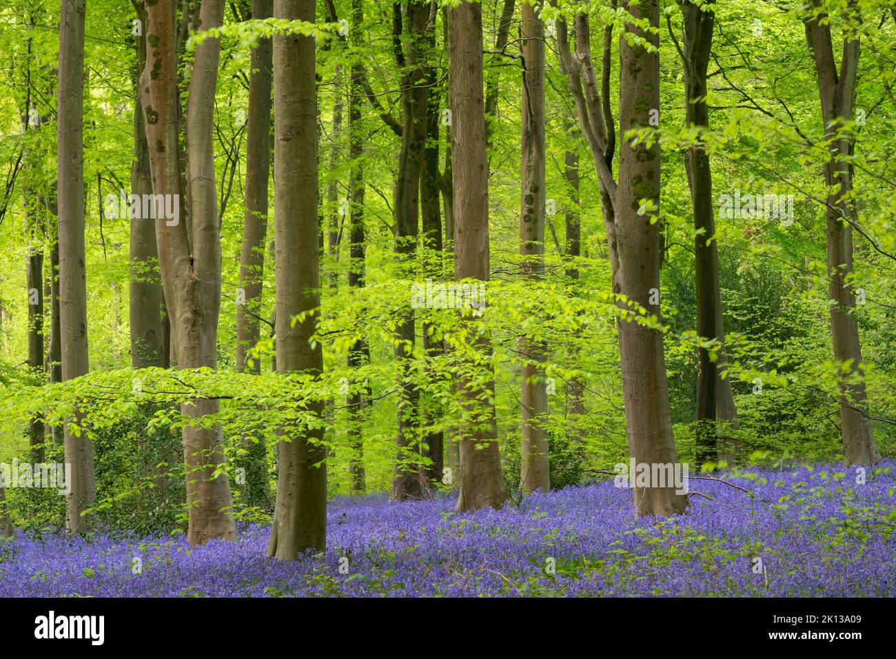Carpets of bluebells in West Woods, Wiltshire, England, United Kingdom, Europe Stock Photo