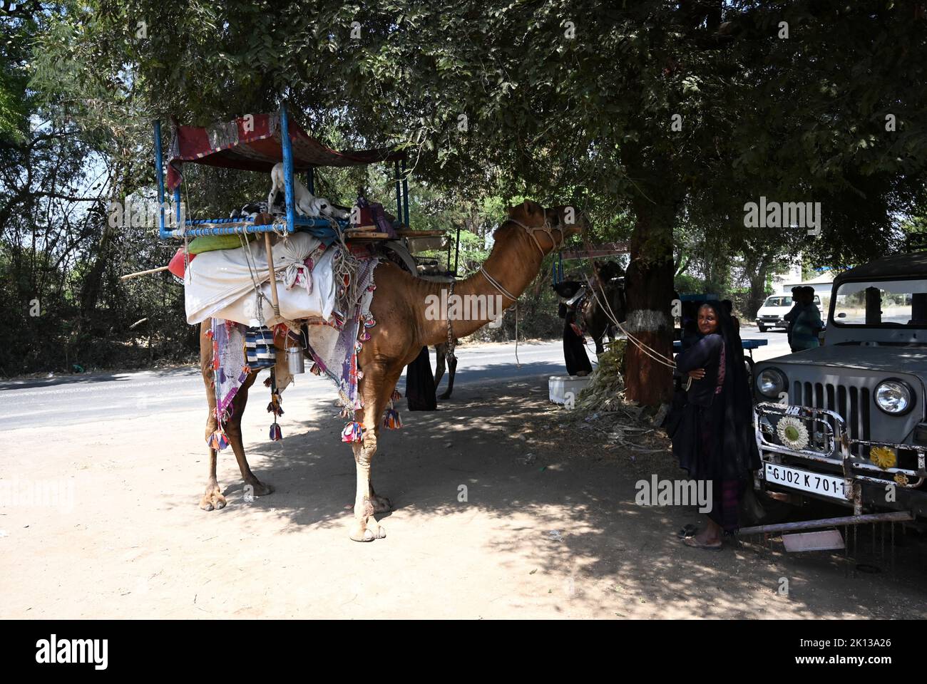 Traditional nomadic Rabari tribeswoman with her camel carrying her worldly possessions, resting in the shade of a tree, Gujarat, India, Asia Stock Photo