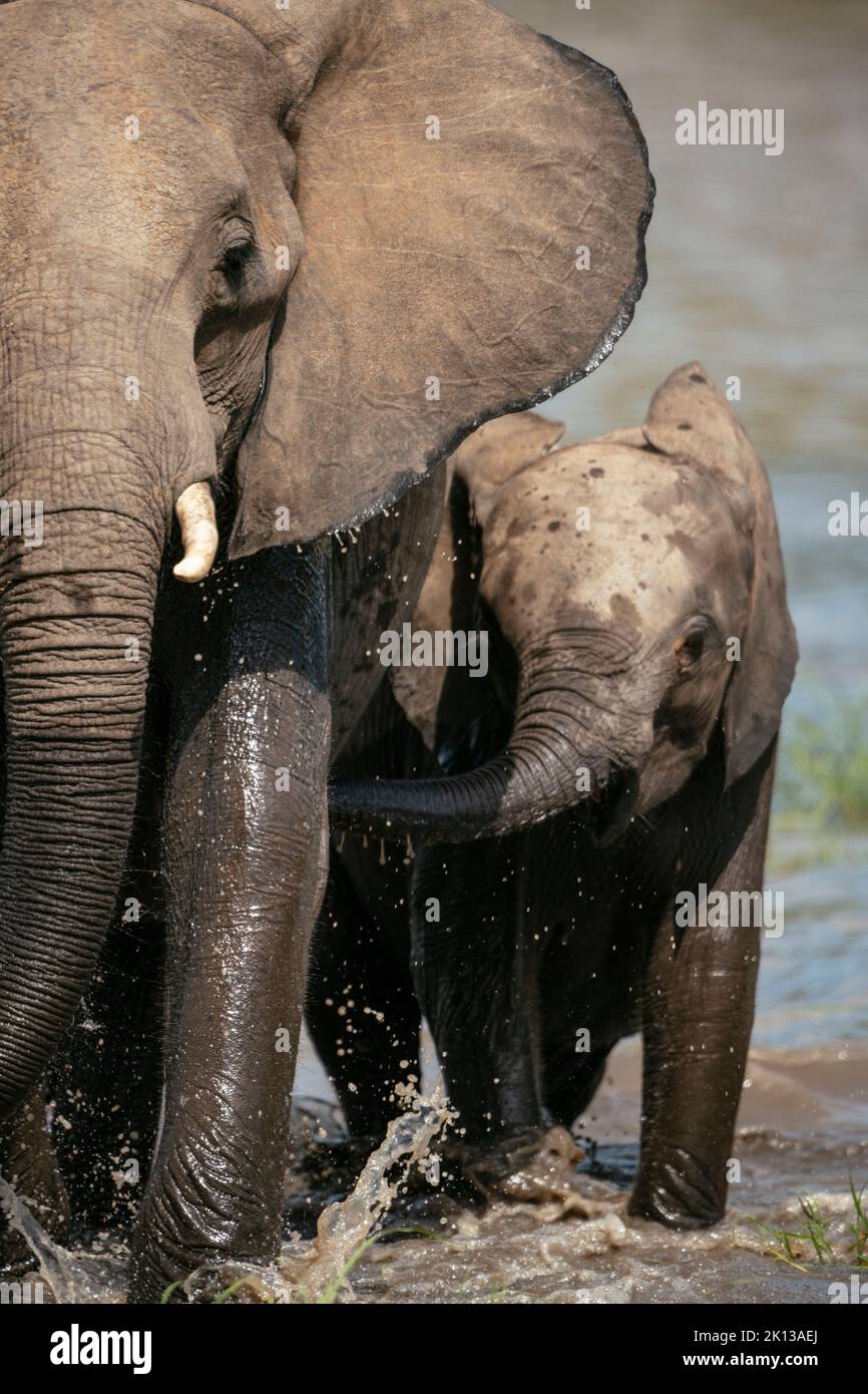 Female African Elephant with her Calf, Timbavati Private Nature Reserve, Kruger National Park, South Africa, Africa Stock Photo