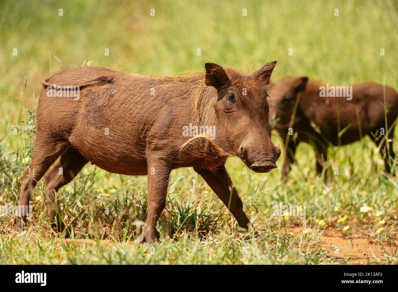 Warthog, Pafuri Reserve, Makuleke Contractual Park, Kruger National Park, South Africa, Africa Stock Photo