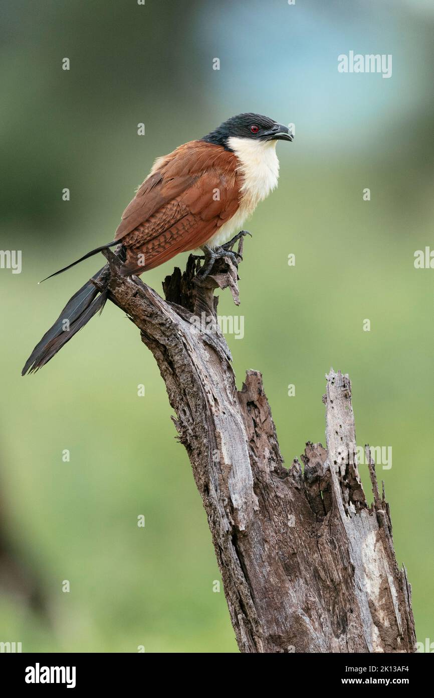 Burchell's Coucal, Makuleke Contractual Park, Kruger National Park, South Africa, Africa Stock Photo