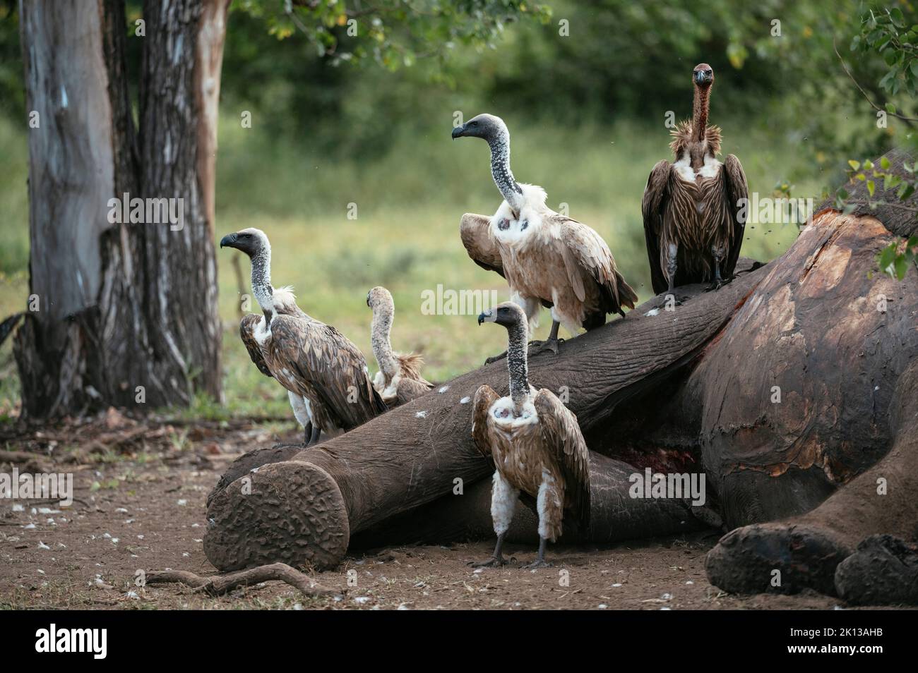 White-backed Vultures standing over Elephant carcass, Makuleke Contractual Park, Kruger National Park, South Africa, Africa Stock Photo