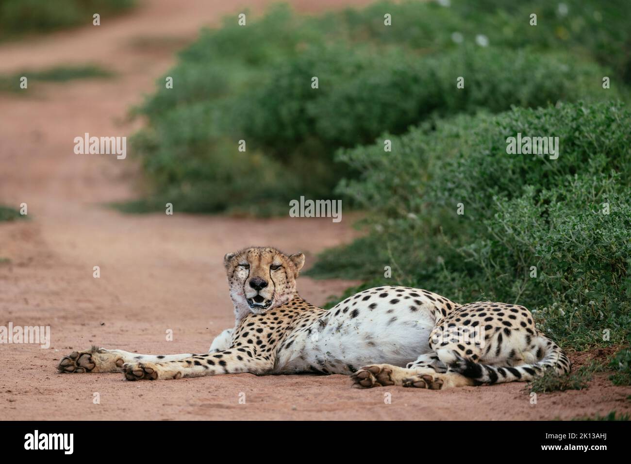 Cheetah, Marataba, Marakele National Park, South Africa, Africa Stock Photo