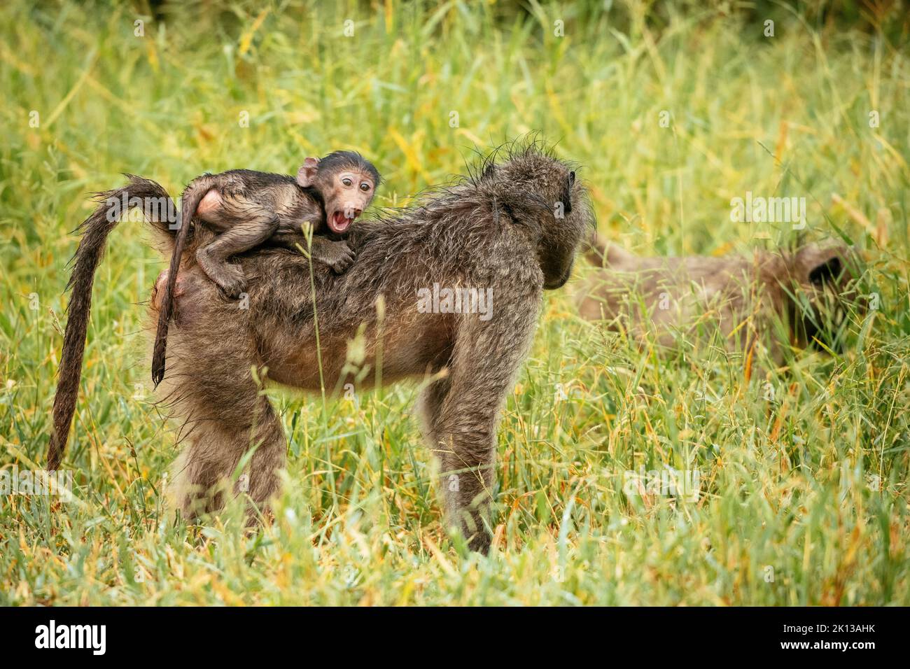 Female Baboon carrying her baby, Makuleke Contractual Park, Kruger
