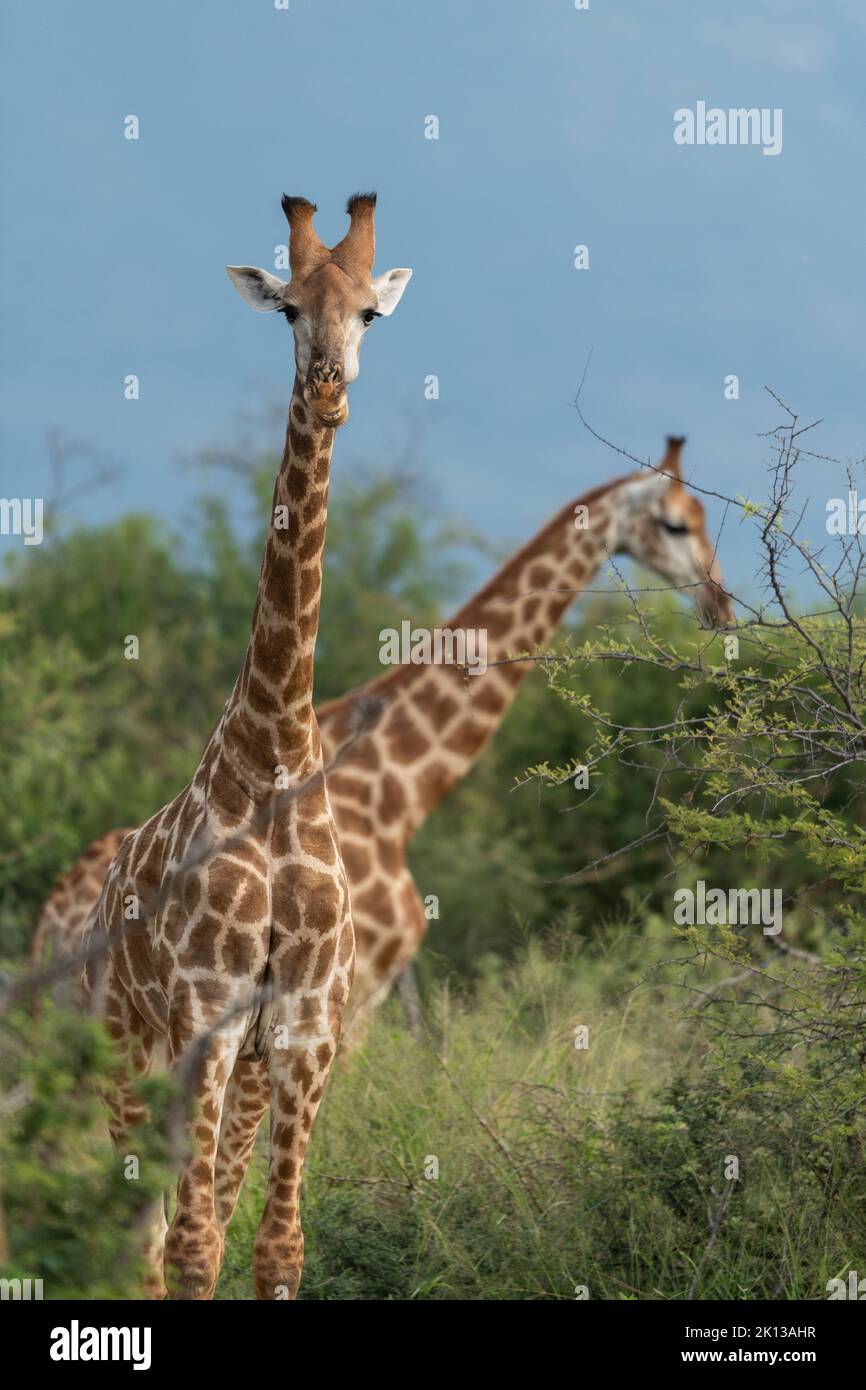 Giraffes, Marataba, Marakele National Park, South Africa, Africa Stock Photo