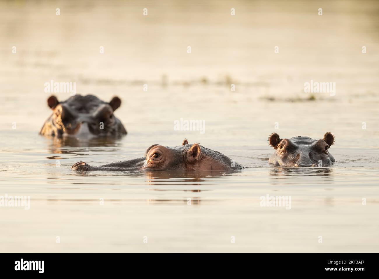 Hippo in Motlhabatsi River, Marataba, Marakele National Park, South Africa, Africa Stock Photo