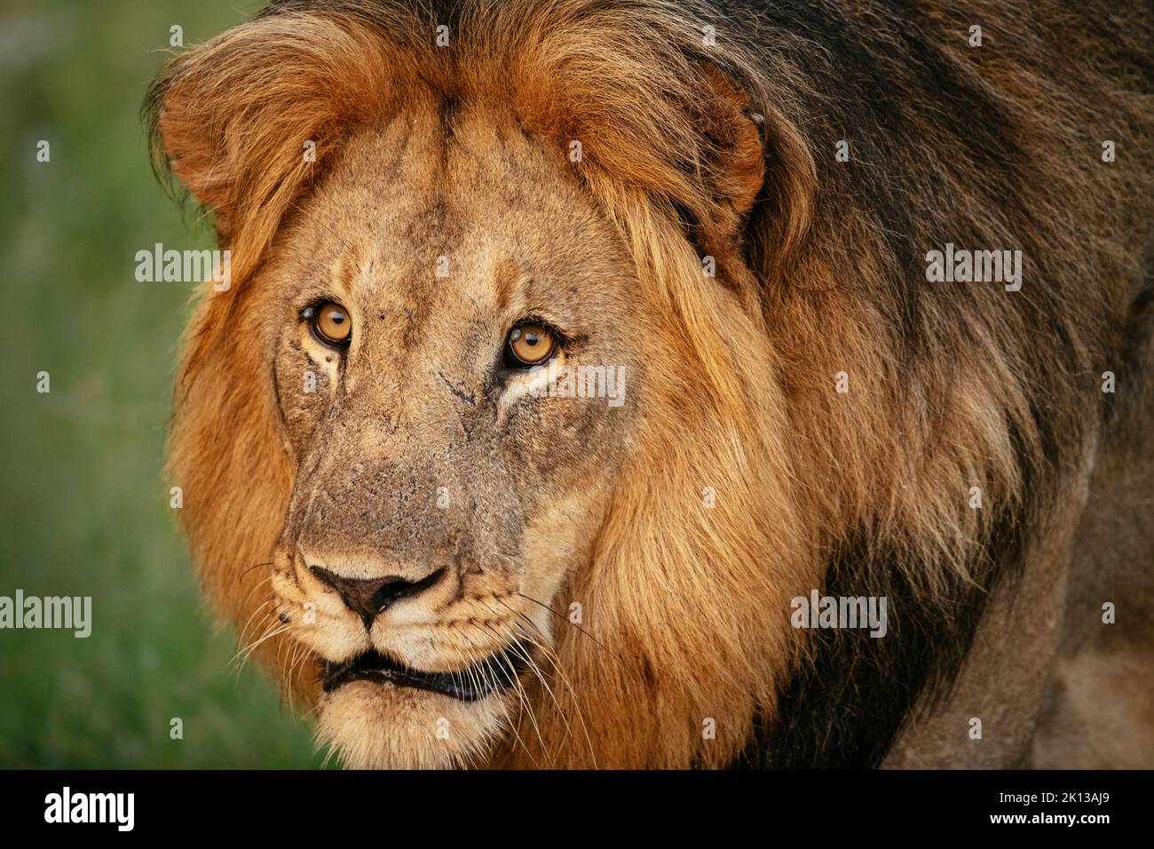 Male Lion, Marataba, Marakele National Park, South Africa, Africa Stock Photo
