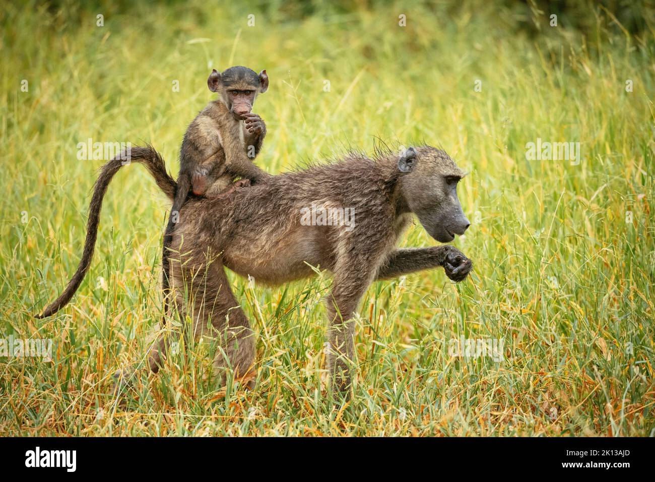 Female Baboon carrying her baby, Makuleke Contractual Park, Kruger National Park, South Africa, Africa Stock Photo