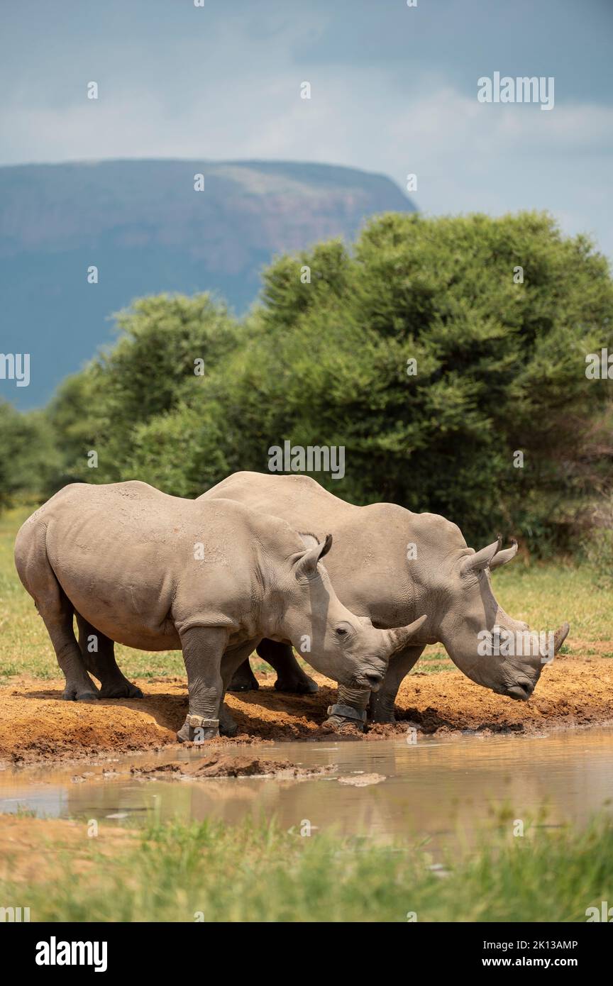 White Rhinos at Watering Hole, Marataba, Marakele National Park, South Africa, Africa Stock Photo