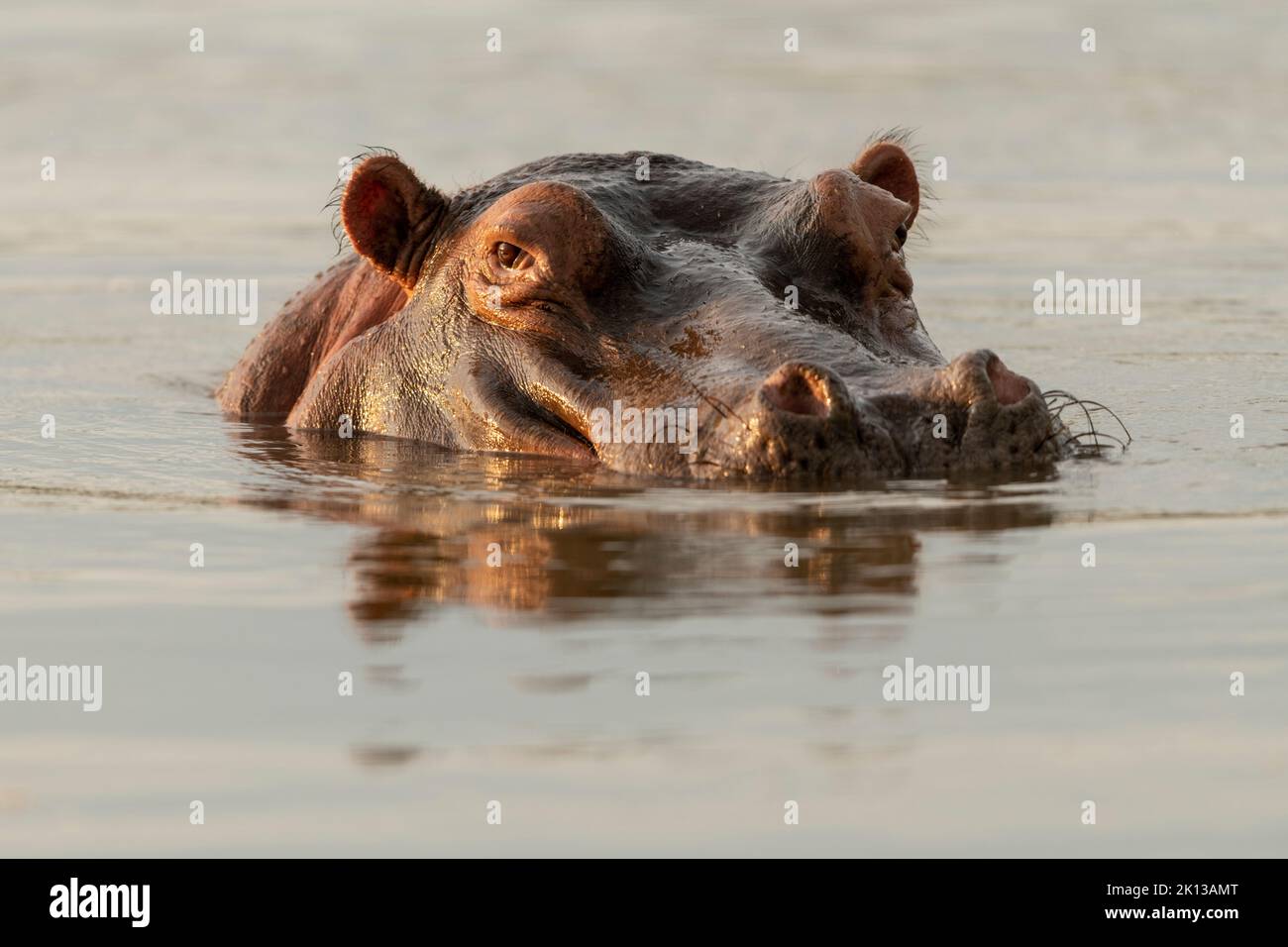 Hippo in Motlhabatsi River, Marataba, Marakele National Park, South Africa, Africa Stock Photo