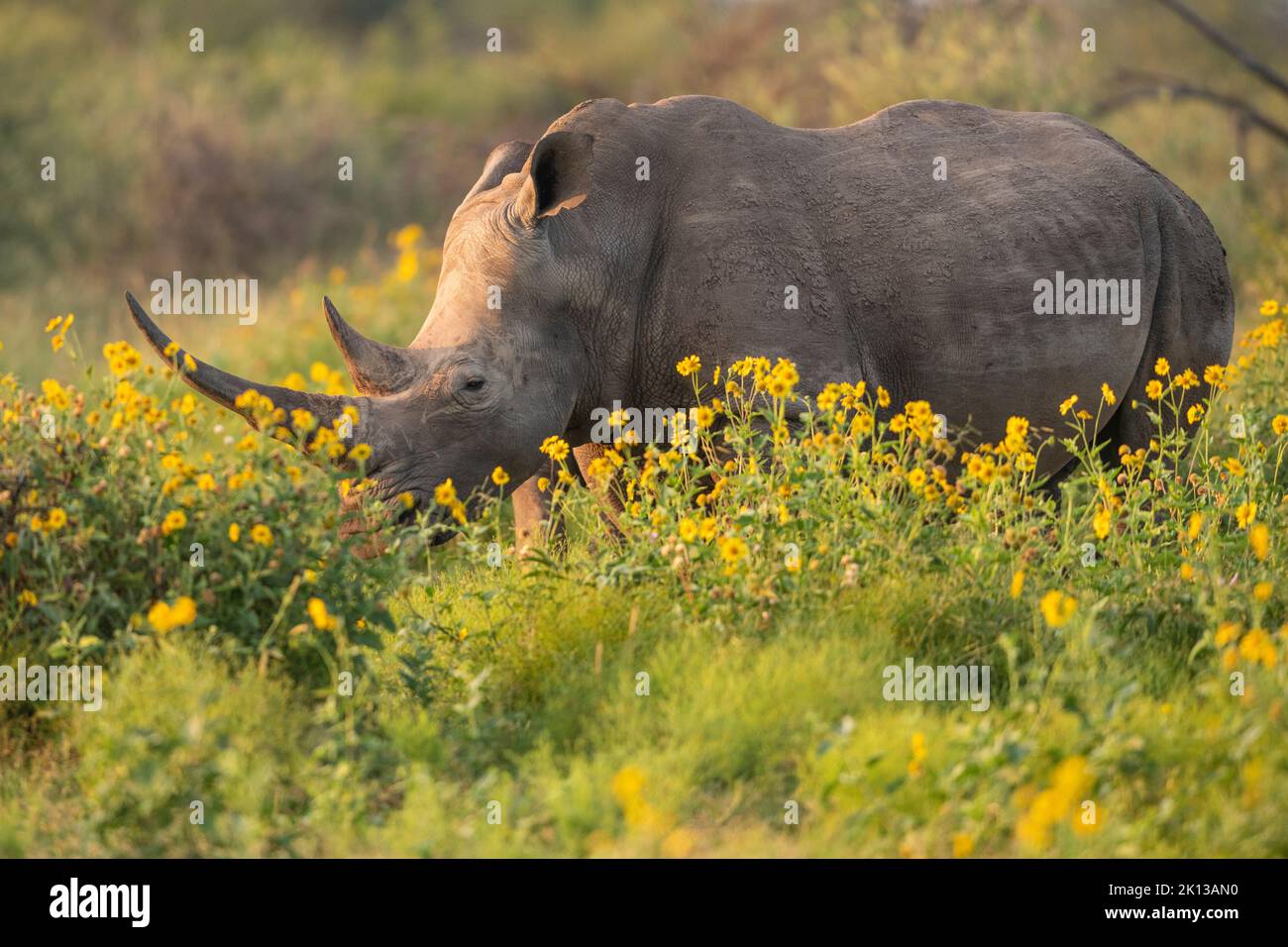 Young White Rhino with mother, Marataba, Marakele National Park, South Africa, Africa Stock Photo