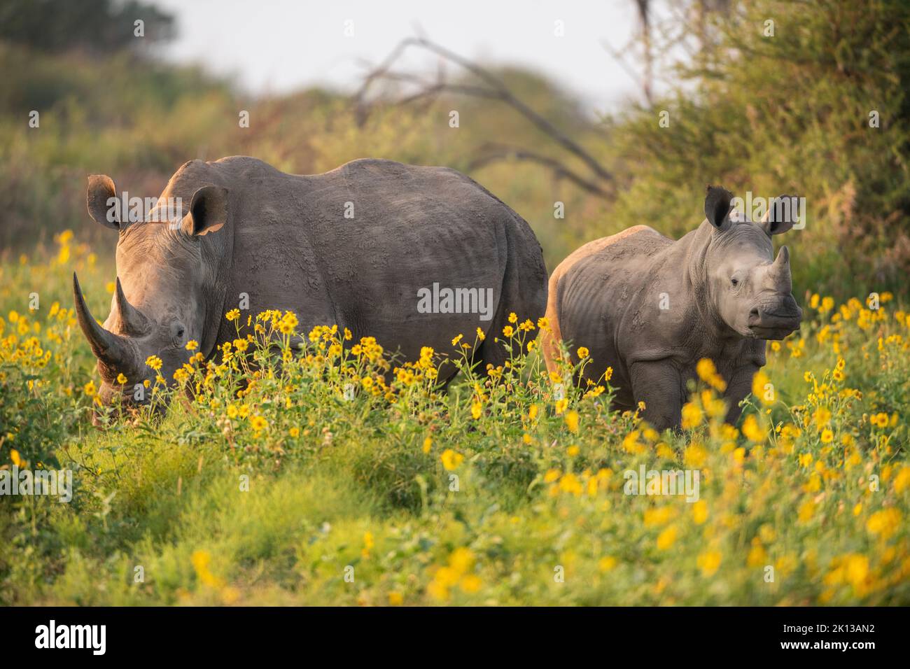 Young White Rhino with mother, Marataba, Marakele National Park, South Africa, Africa Stock Photo