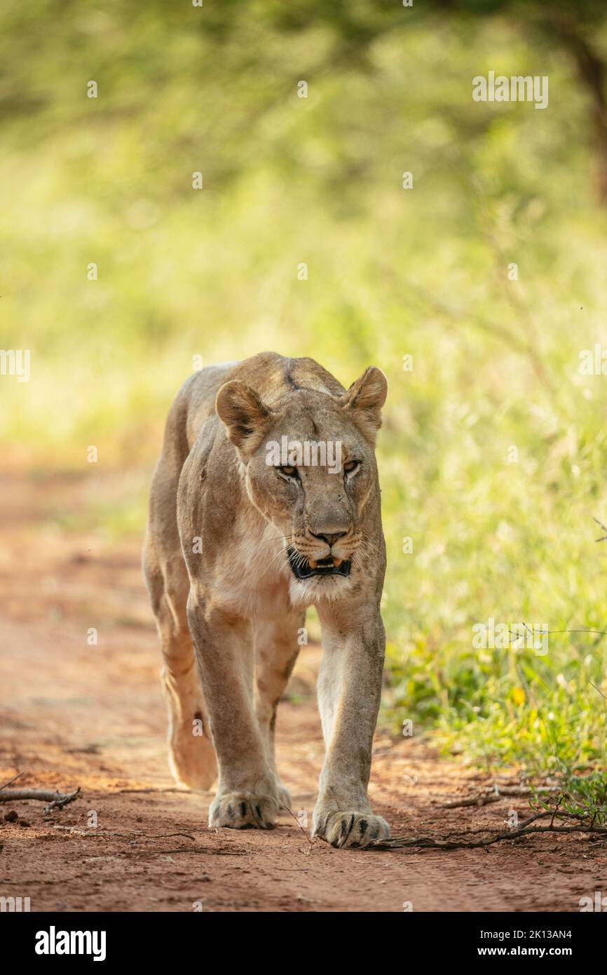 Lioness, Marataba, Marakele National Park, South Africa, Africa Stock Photo