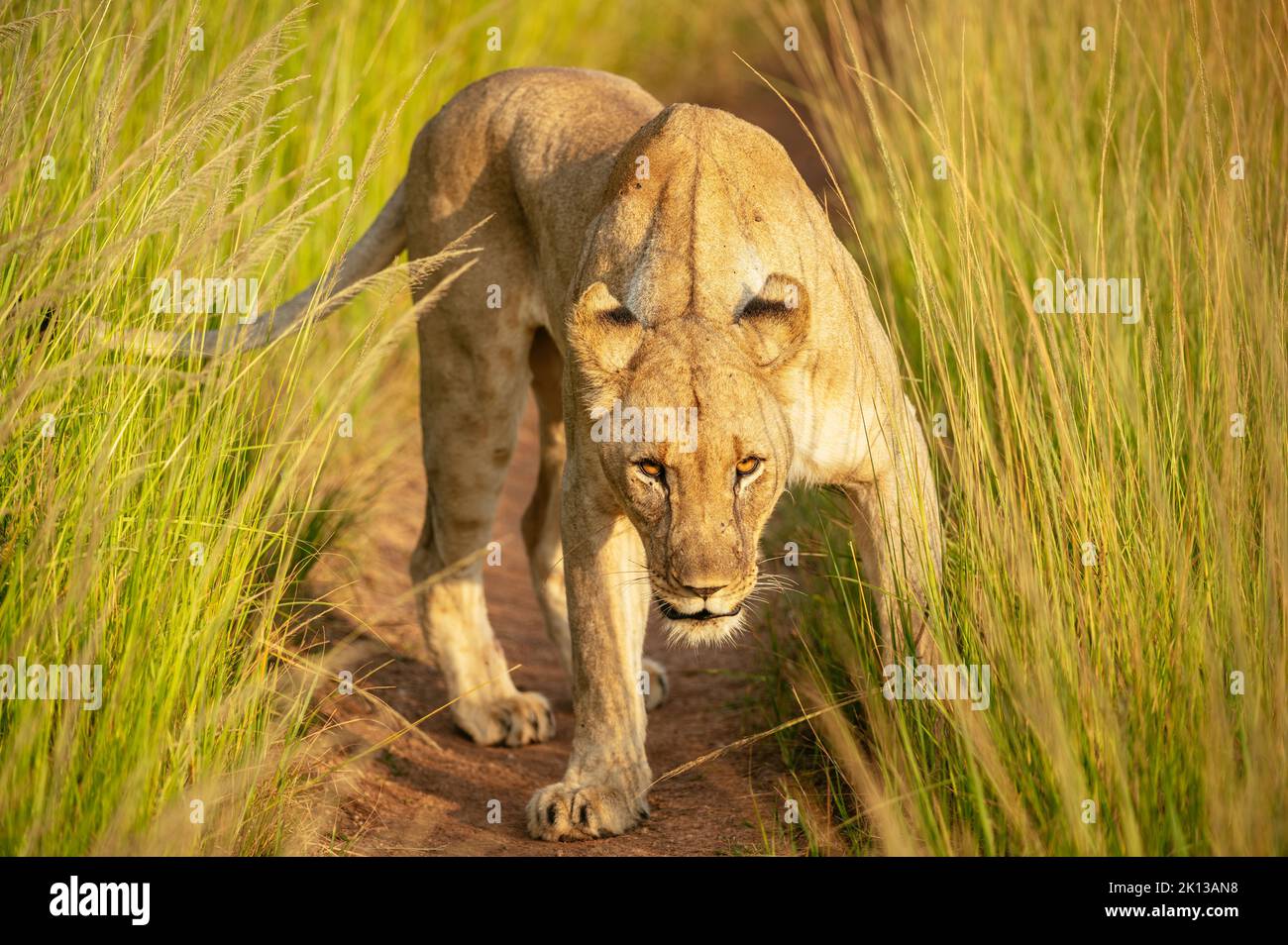 Lioness, Marataba, Marakele National Park, South Africa, Africa Stock Photo