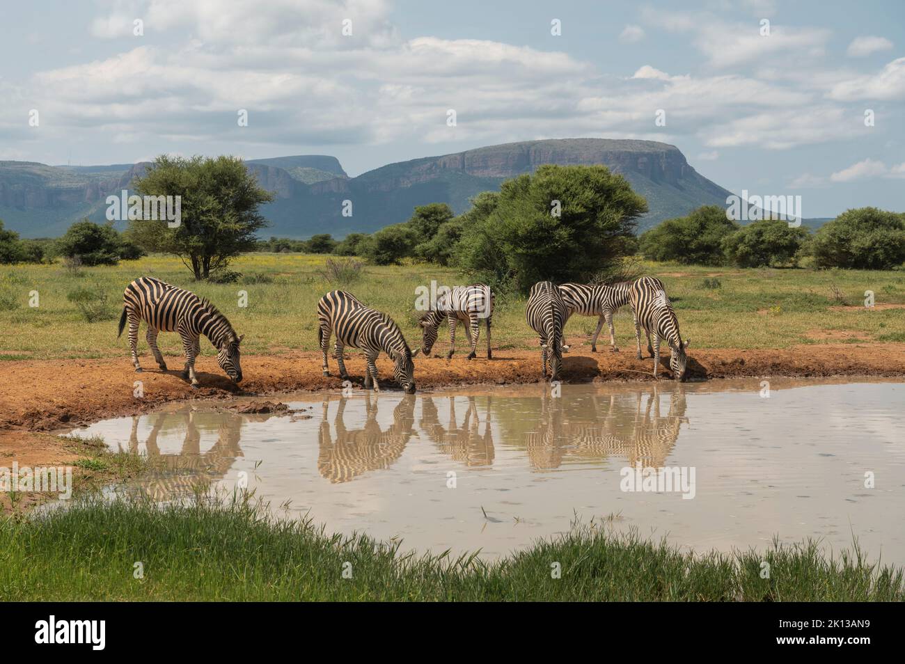 Burchell's Zebras at Watering Hole, Marataba, Marakele National Park, South Africa, Africa Stock Photo