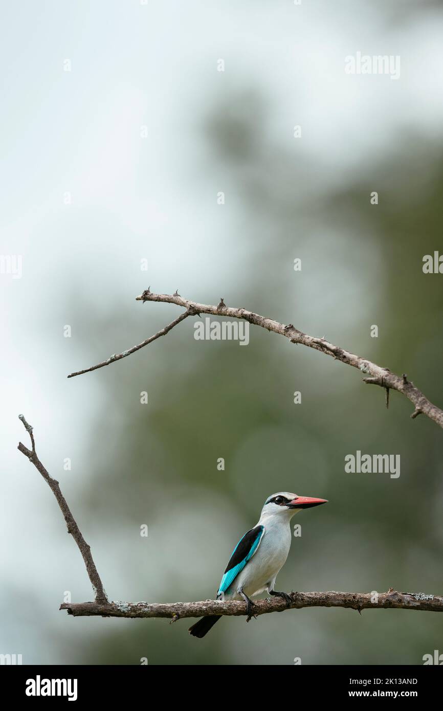 Woodland Kingfisher, Makuleke Contractual Park, Kruger National Park, South Africa, Africa Stock Photo
