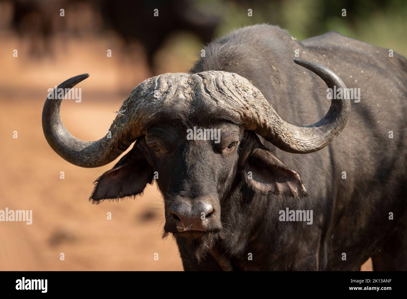 Cape Buffalo, Marataba, Marakele National Park, South Africa, Africa Stock Photo