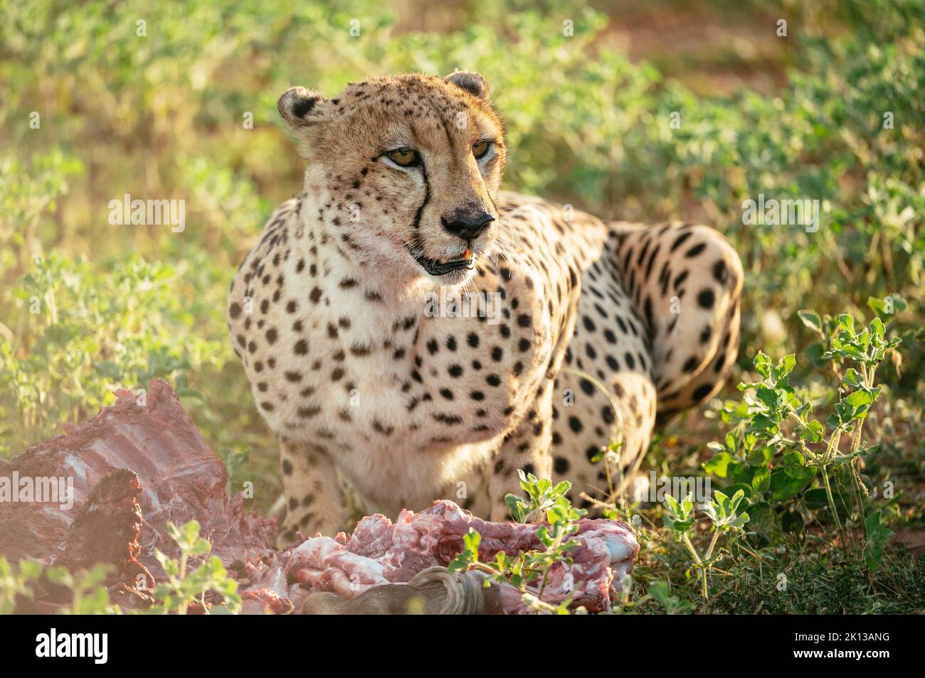 Cheetah eating Wildebeest carcass, Marataba, Marakele National Park, South Africa, Africa Stock Photo