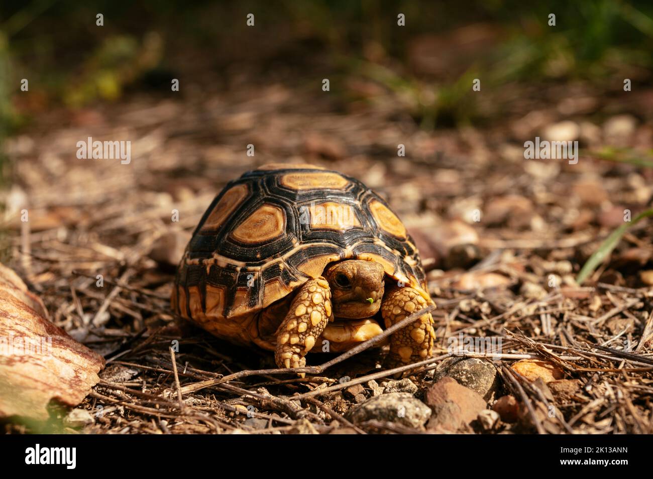 Leopard Tortoise, Makuleke Contractual Park, Kruger National Park, South Africa, Africa Stock Photo