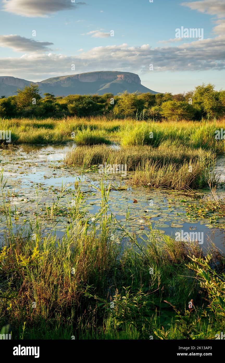 Landscape in Marataba, Marakele National Park, South Africa, Africa Stock Photo