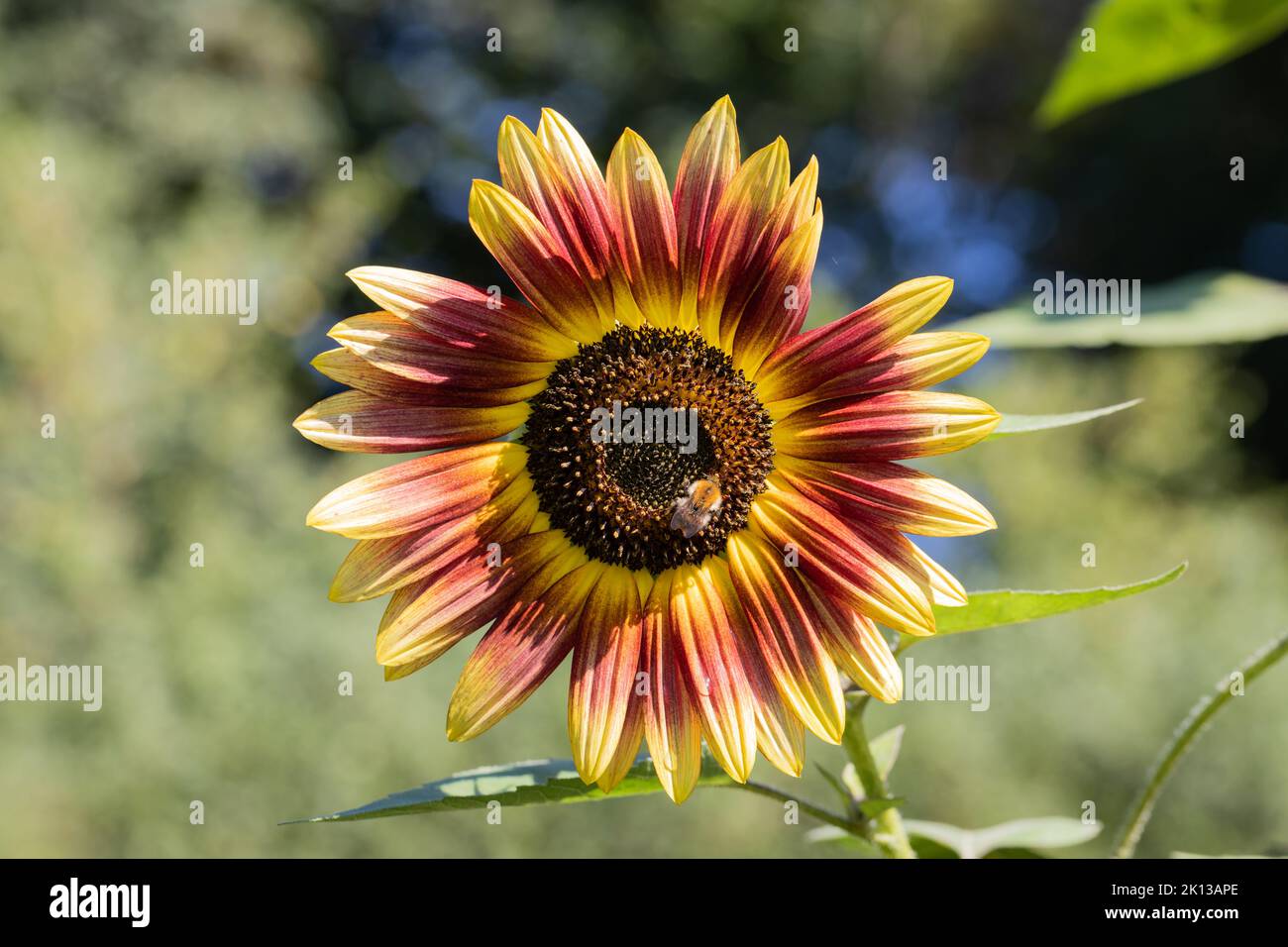 Small bumblebee feeding on a sunflower, Dorset, England, UK Stock Photo