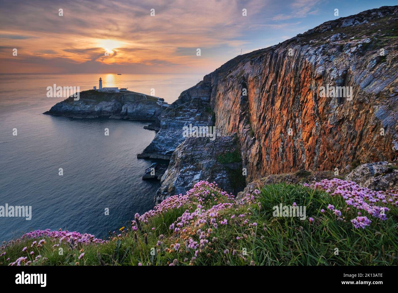 Wild flowers on the cliffs above South Stack lighthouse at sunset ...