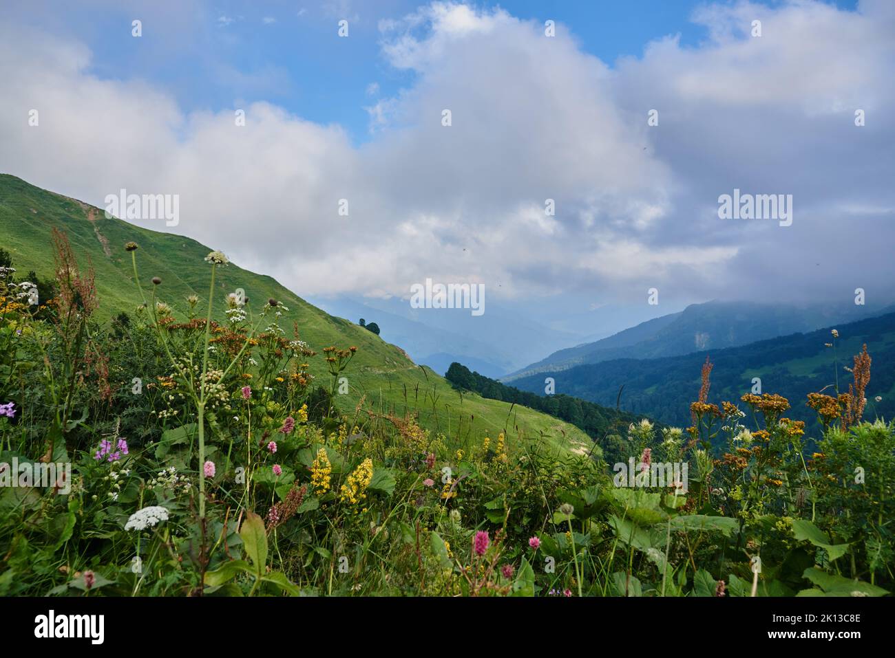 Green hills under a cloudy sky, bright flowers in the foreground. Summer mountain landscape. Stock Photo
