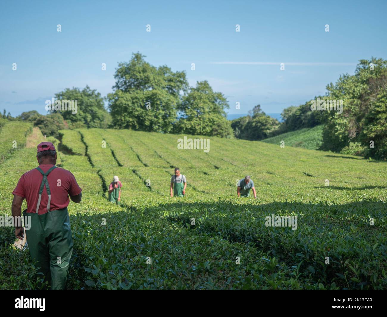 Tea Plantation workers on the Portuguese Azores island of Sao Miguel which is Europe's only Tea plantation. Stock Photo