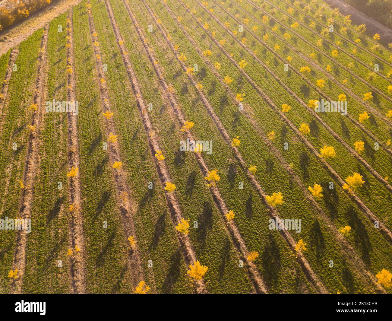 Aerial over a field of trees on a farm Stock Photo - Alamy
