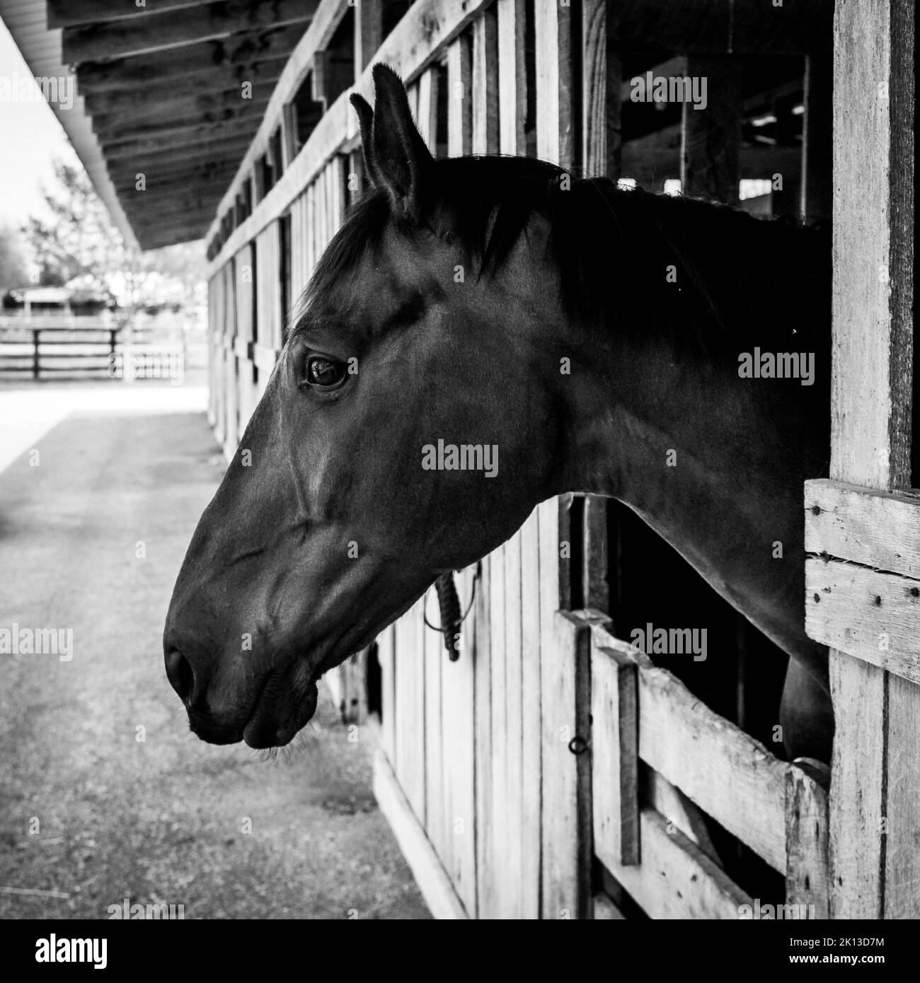 A grayscale closeup shot of a horse head sticking out of a stable Stock Photo