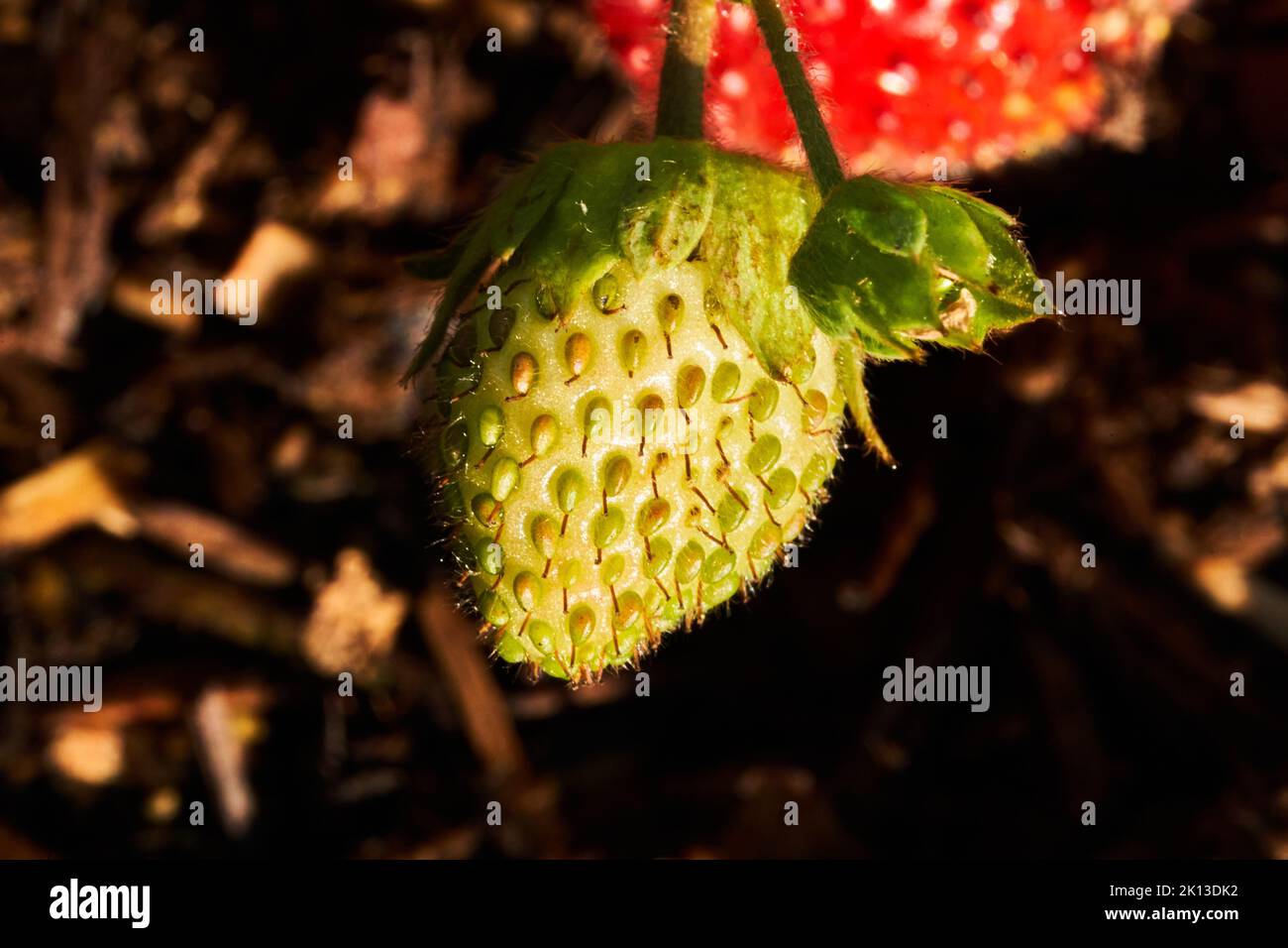 Unripe strawberry hi-res stock photography and images - Alamy
