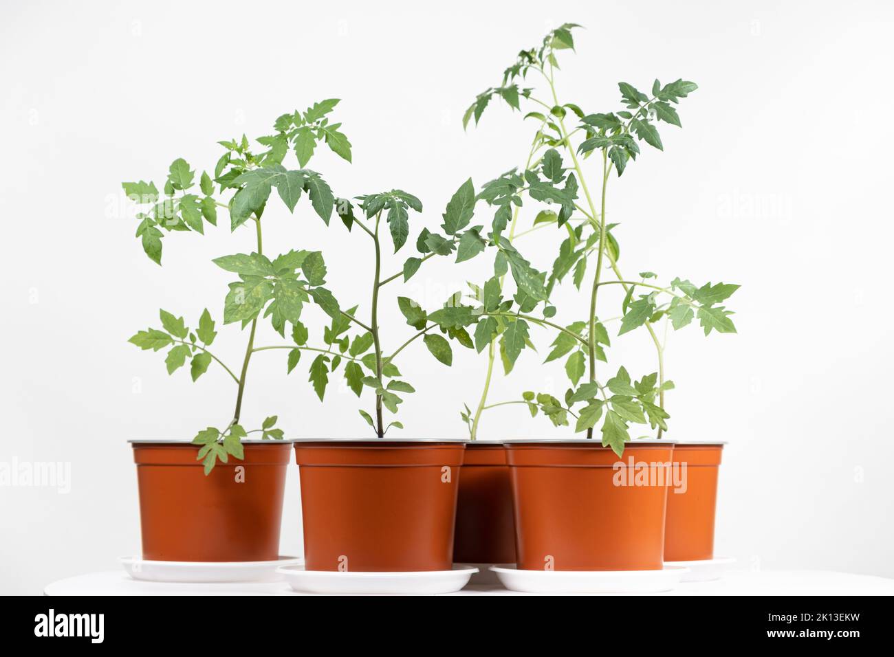 Growing tomatoes from seeds, step by step. Step 10 seedlings grow in pots Stock Photo Alamy