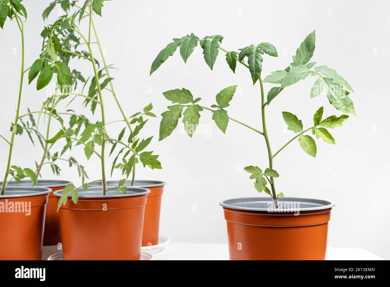 Growing tomatoes from seeds, step by step. Step 10 seedlings grow in pots Stock Photo Alamy