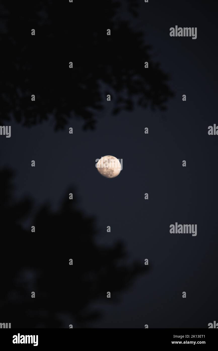 The bright waxing moon is set against a dark sky through tree branches ...