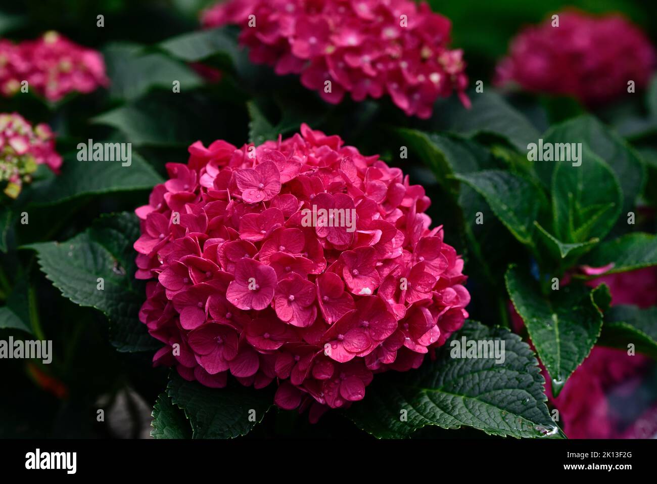 The pink Hydrangea Summer Crush flowers Stock Photo - Alamy