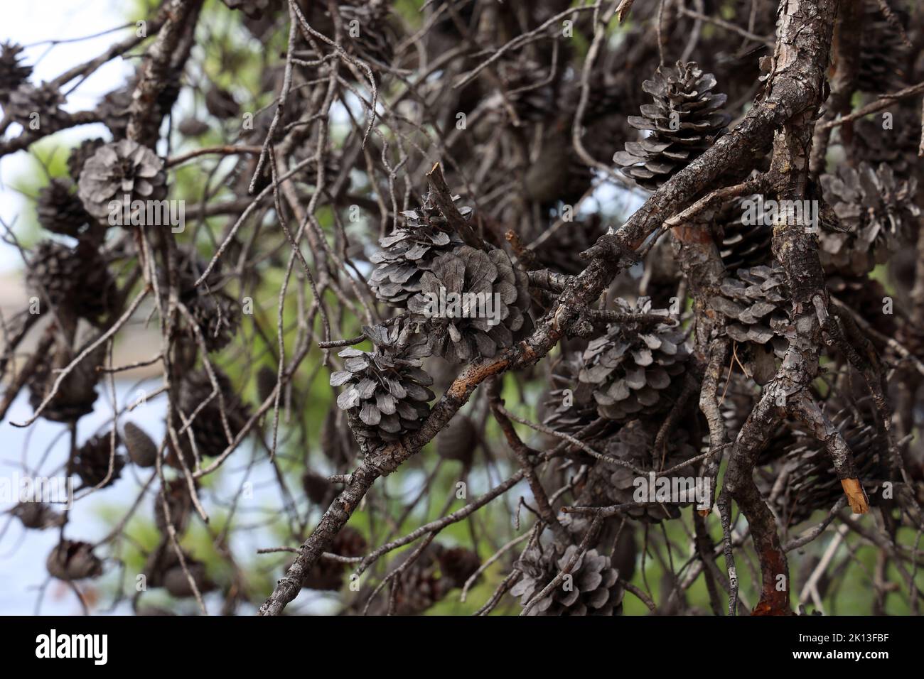 Old dry cones on a pine tree Stock Photo