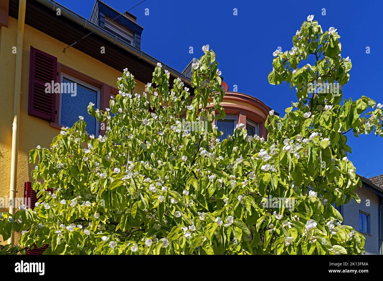 Quittenbaum, Blüten, weiß *** Local Caption ***  Europe, Germany, Rhineland-Palatinate, Speyer, St.-German-Strasse, SchUM-City, quince tree, blossoms, Stock Photo