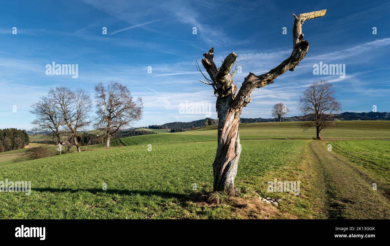 In Affoltern im Emmental am 01.01.2022. *** Local Caption *** field