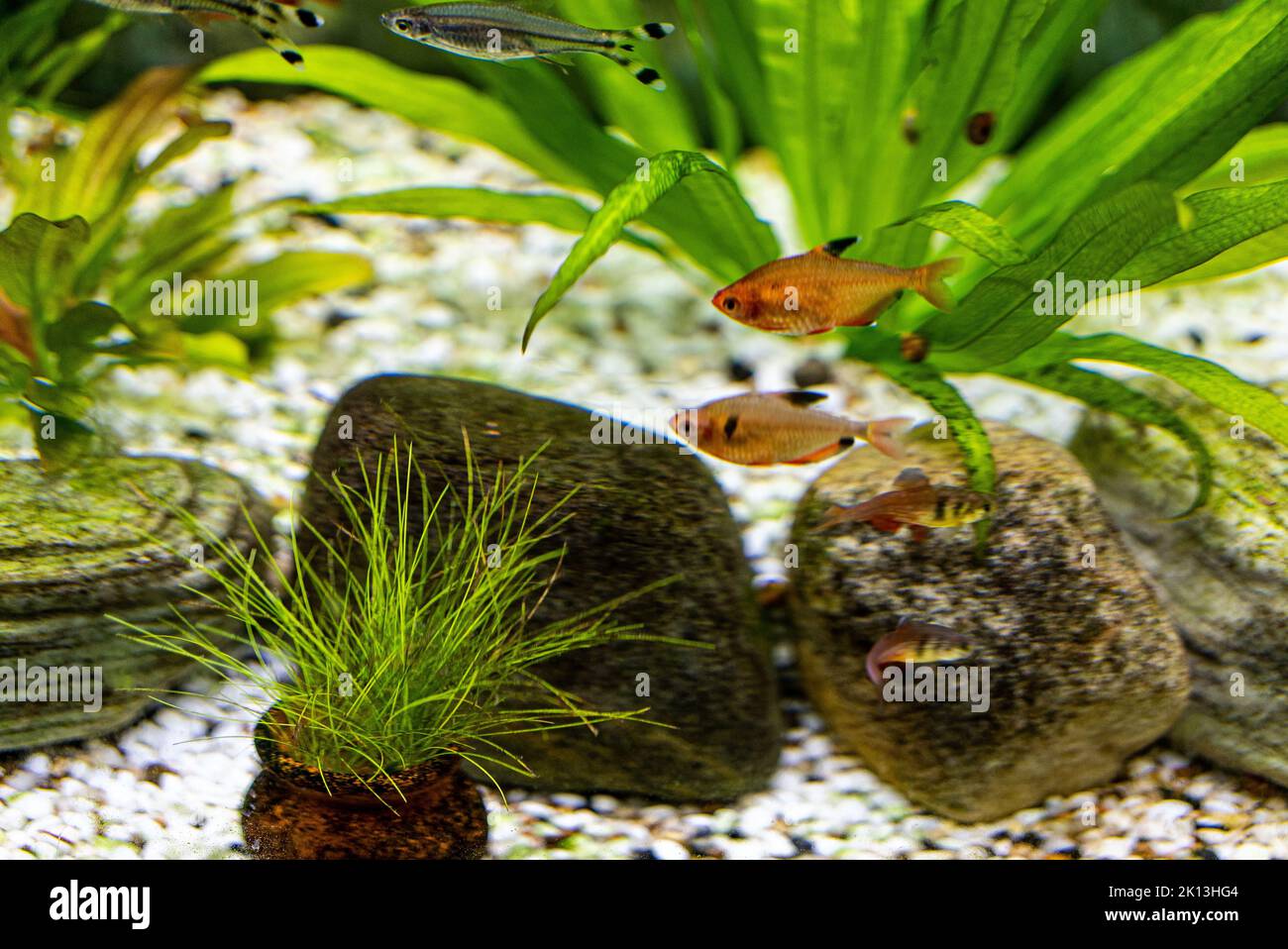 Fish And Rocks A closeup of two Serpae Tetra swim side by side in aquarium with rocks ...