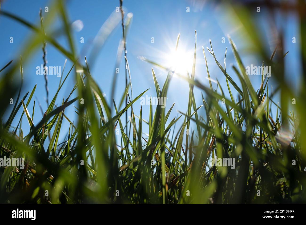 Close-up of green grass against the blue sky and the sun, view from below. Summer meadow. Vacation and rest concept. Stock Photo