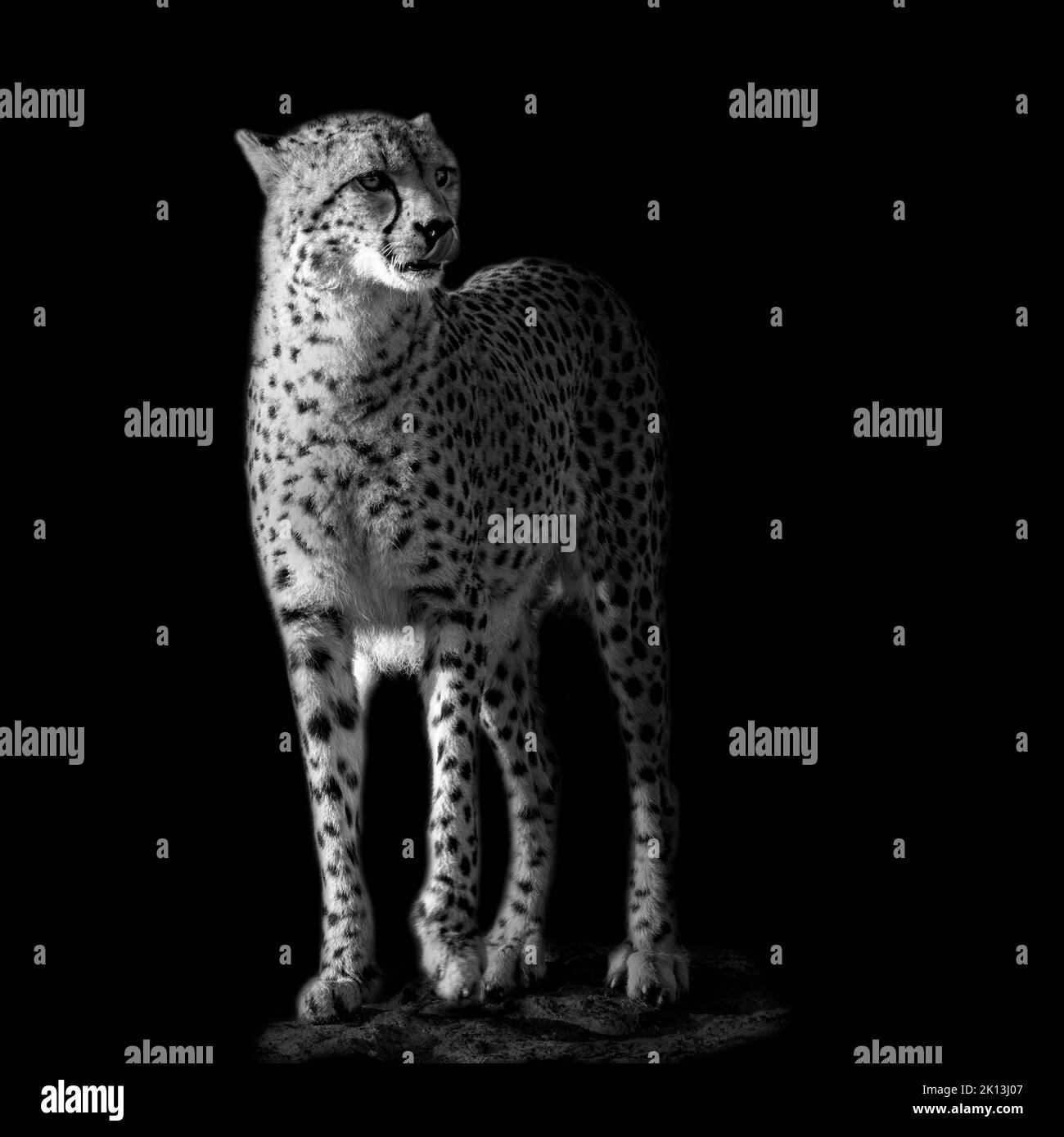 Mono portrait of a cheetah, with black background Stock Photo