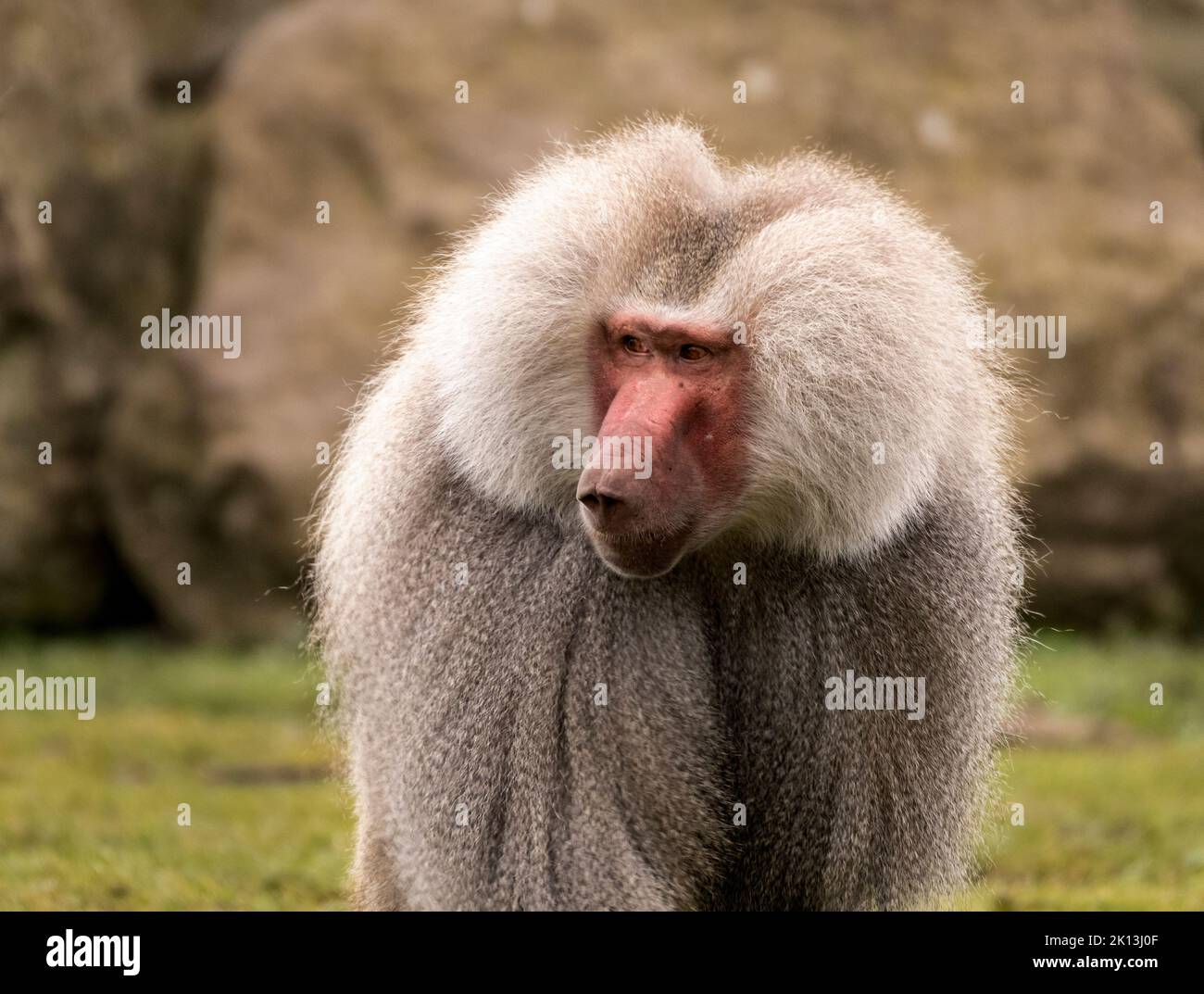 A male Hamadryas Baboon Stock Photo
